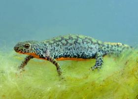 Alpenwatersalamander