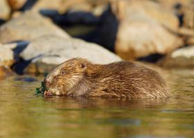 Bever