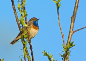 Blauwborst