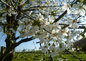 Bloesems