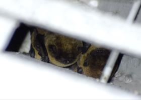 Bosvleermuizen in vleermuiskast in het Provinciaal Groendomein Rivierenhof 