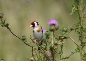 Distelvink
