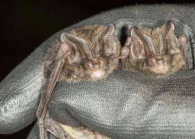 Mopsvleermuizen in de hand