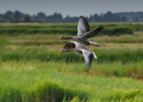 Grauwe gans