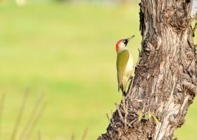 Groene specht