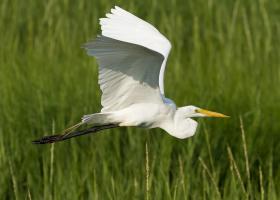 Grote zilverreiger