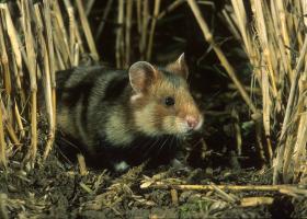 Wilde hamster