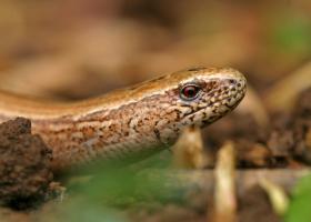 Hazelworm