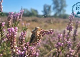 Zadelsprinkhaan op struikhei