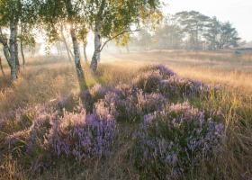 Heide