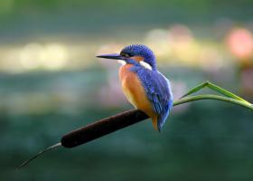 IJsvogel