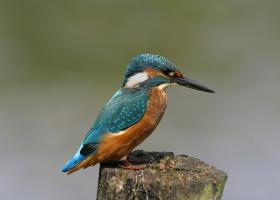 IJsvogel