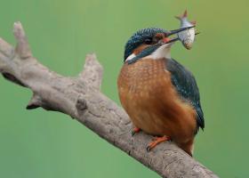 IJsvogel