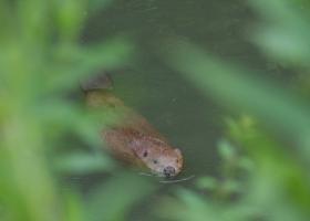 Bever