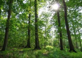 Kluizenbos