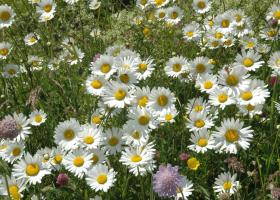 Margriet