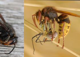 Links: Aziatische hoornaar (foto: Roger De Vos), rechts: Europese hoornaar (foto: Dominique Duyck).