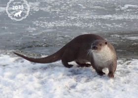 Otter