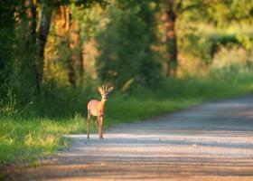 Ree op de weg