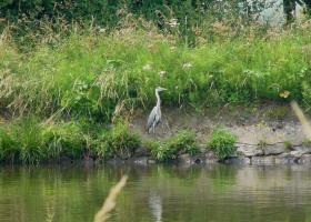 Reiger