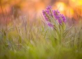 Rietorchis