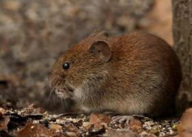 Rosse woelmuis