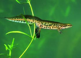 Vinpootsalamander