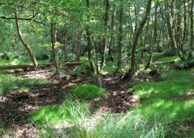 Broekbos in de Rammelaars