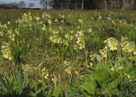 Slanke sleutelbloem