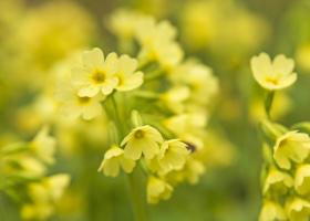 Slanke sleutelbloem