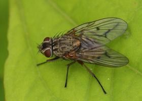 Vlieg (Phaonia spec.)